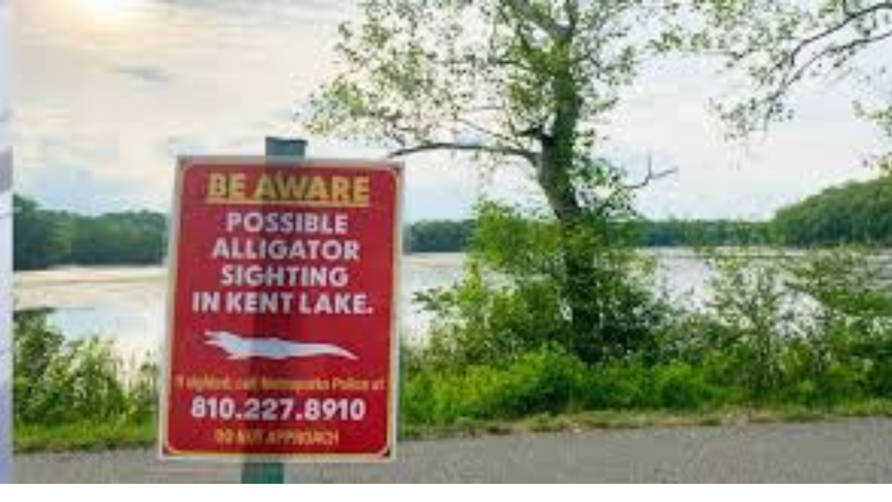 Kensington Metropark Warns of Possible Alligator in Kent Lake – Stay Alert